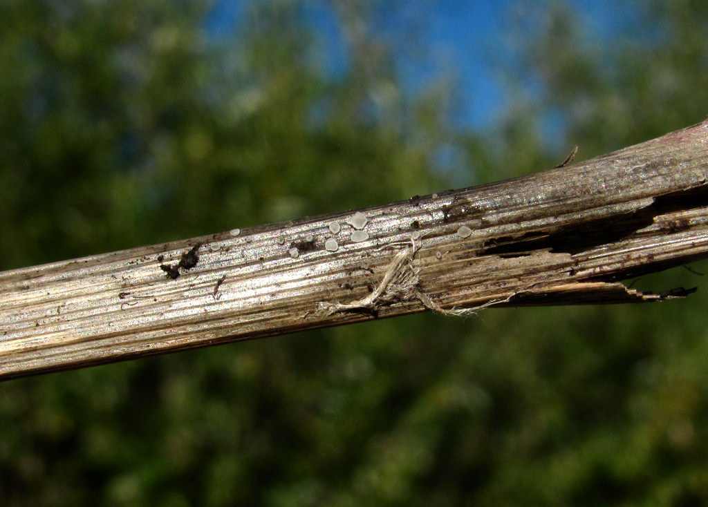 Image of Scirpus sylvaticus specimen.