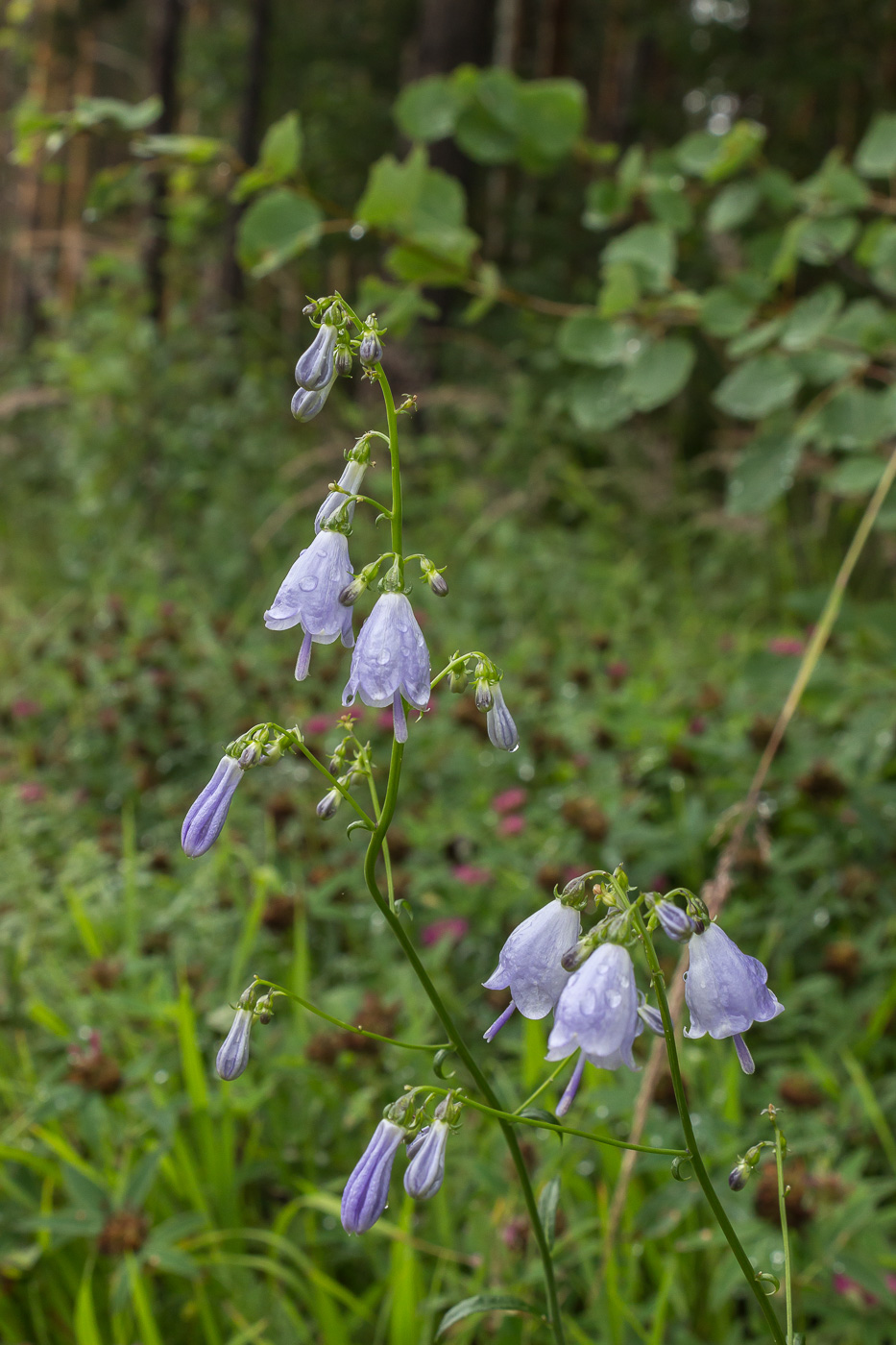 Изображение особи Adenophora liliifolia.