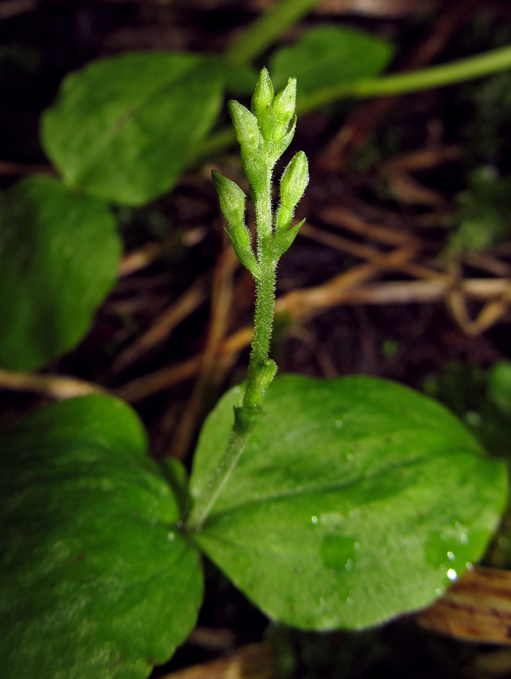 Изображение особи Listera convallarioides.