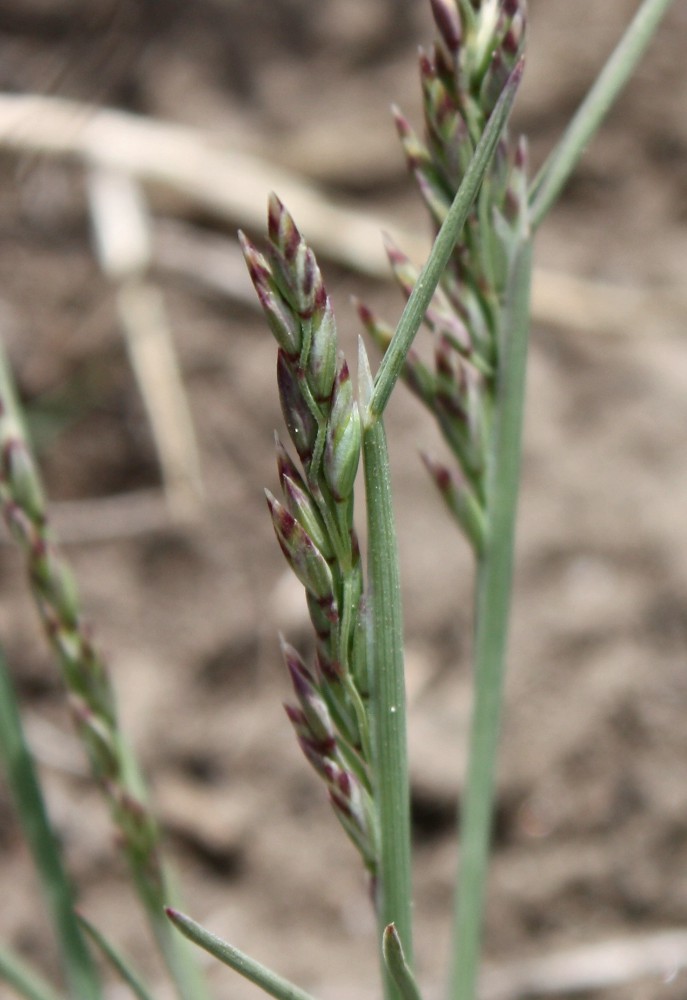 Image of Poa botryoides specimen.