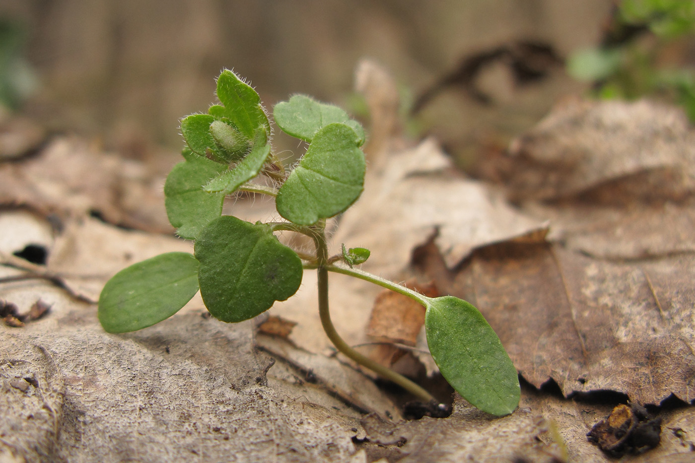 Image of Veronica hederifolia specimen.