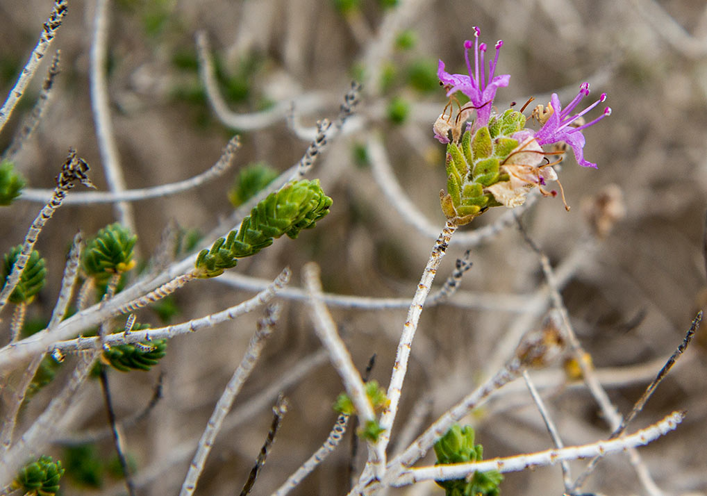 Image of Thymbra capitata specimen.