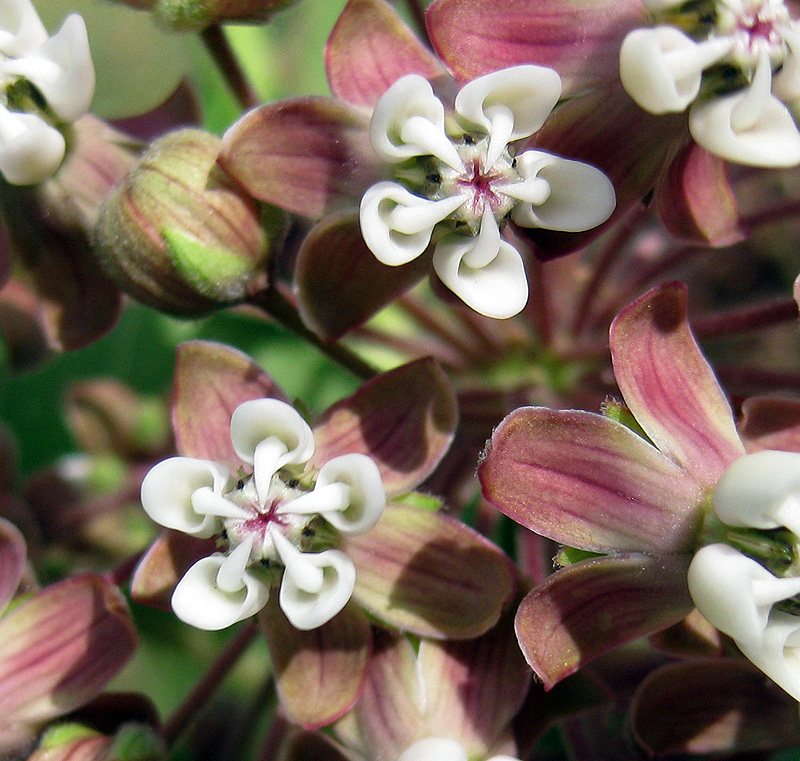 Изображение особи Asclepias syriaca.