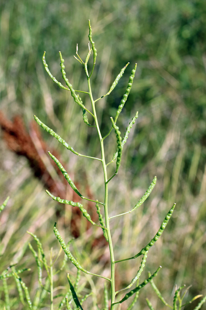 Image of Erucastrum armoracioides specimen.