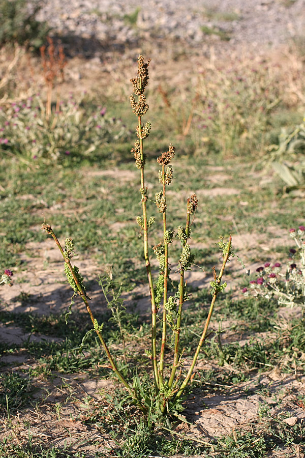 Изображение особи Rumex pamiricus.