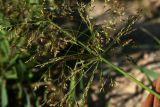 Agrostis gigantea