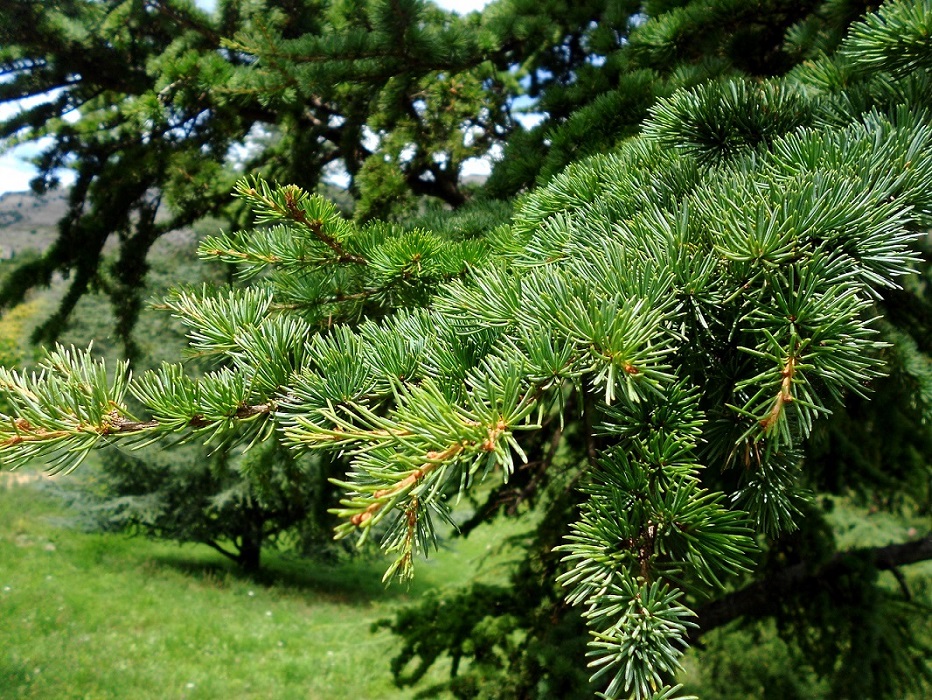 Image of Cedrus deodara specimen.
