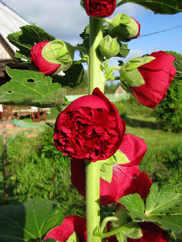 Image of Alcea rosea specimen.