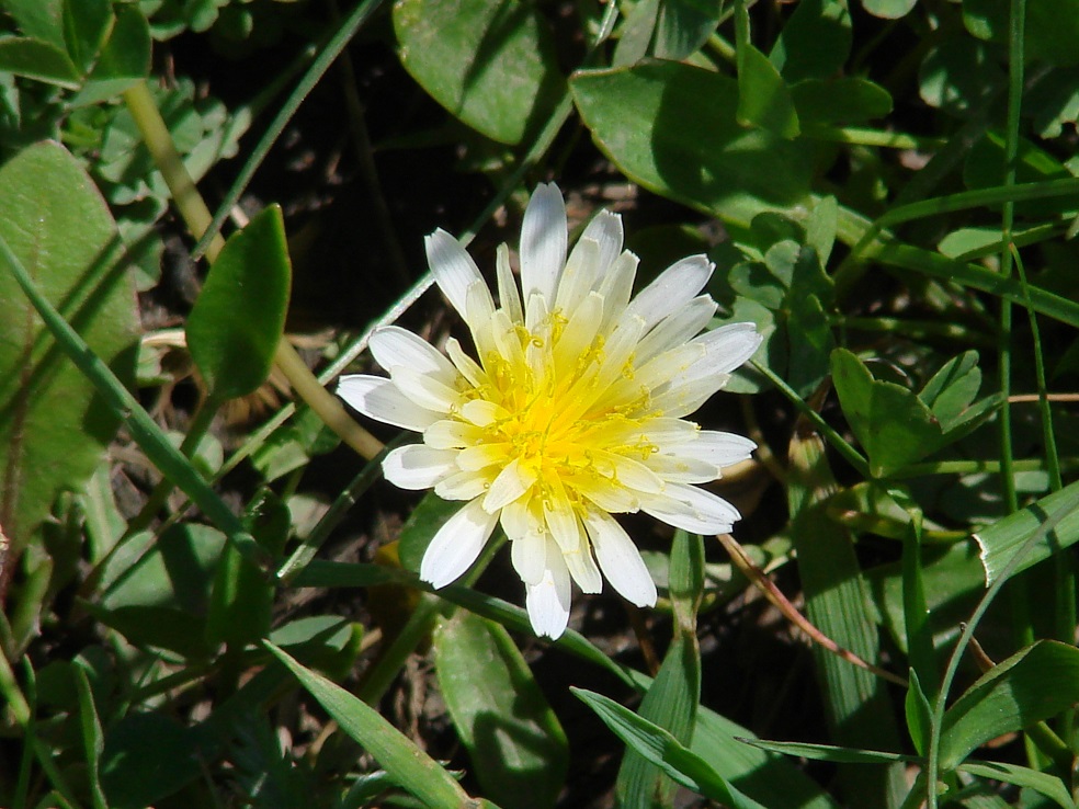 Image of Taraxacum leucanthum specimen.