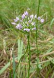 Allium angulosum