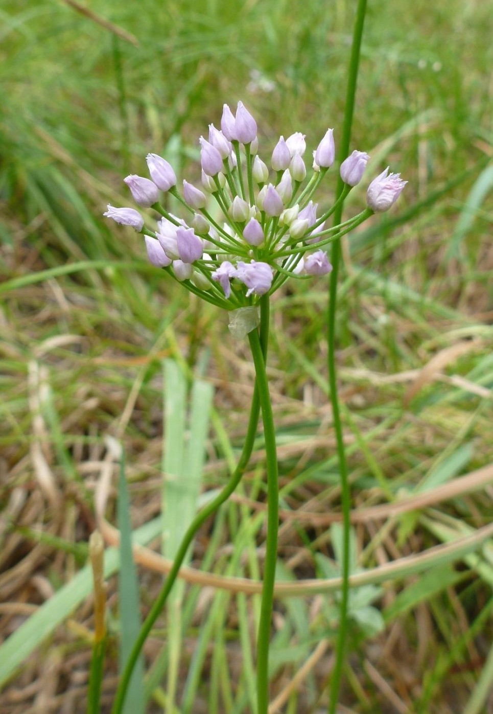 Изображение особи Allium angulosum.