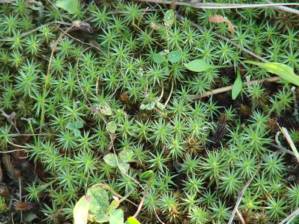 Изображение особи Polytrichum juniperinum.