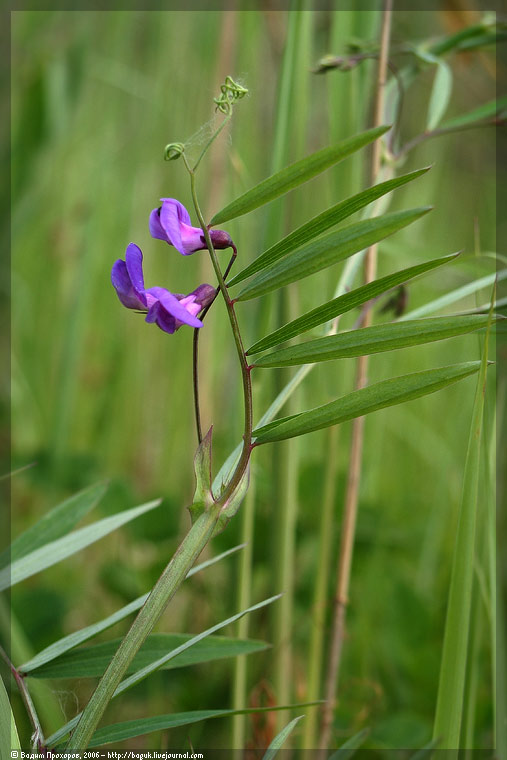 Изображение особи Lathyrus palustris.