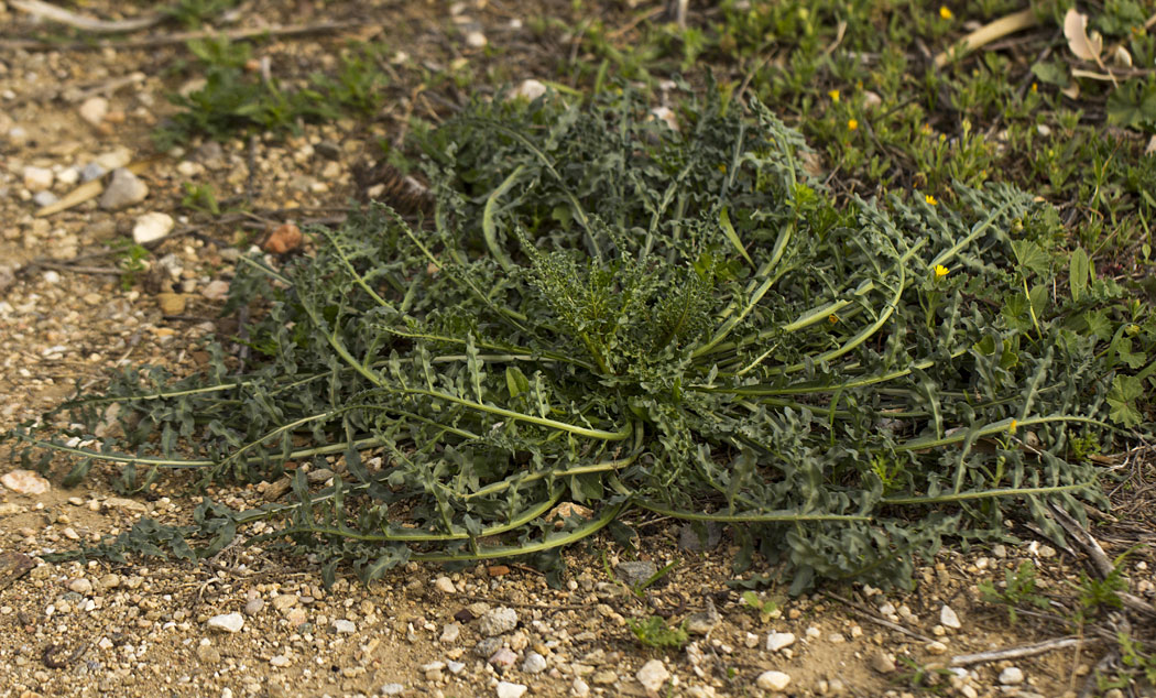 Изображение особи Reseda alba.