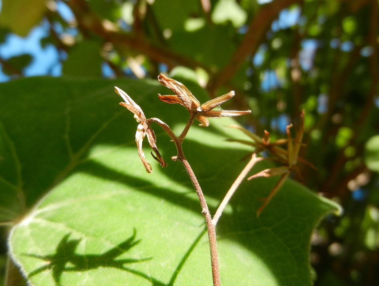 Image of Roldana petasitis specimen.