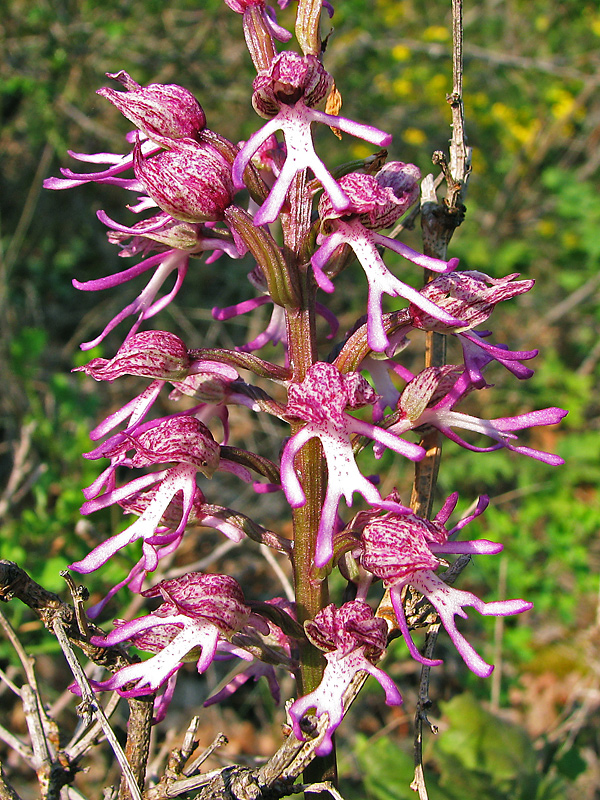 Image of Orchis &times; angusticruris specimen.