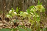 Helleborus caucasicus