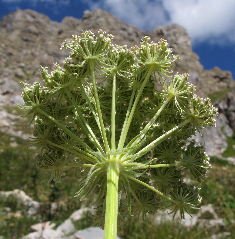 Image of Laserpitium stevenii specimen.