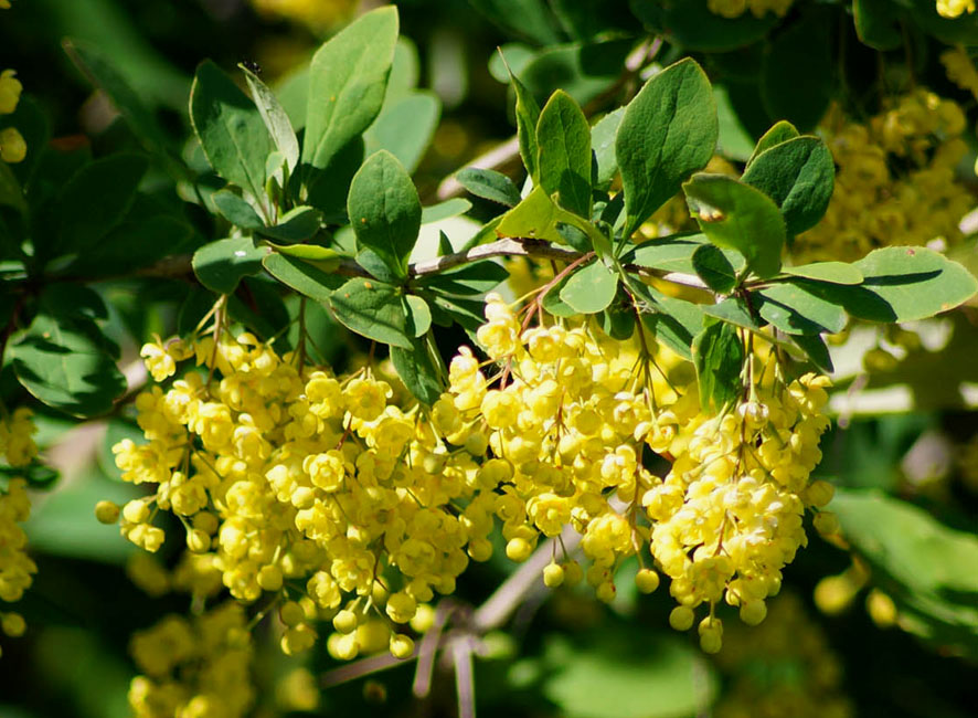 Изображение особи Berberis vulgaris.