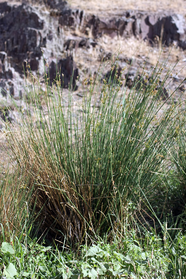 Image of Juncus inflexus specimen.