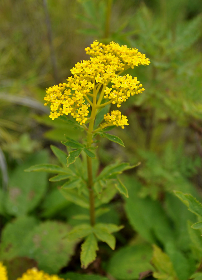 Изображение особи Patrinia rupestris.