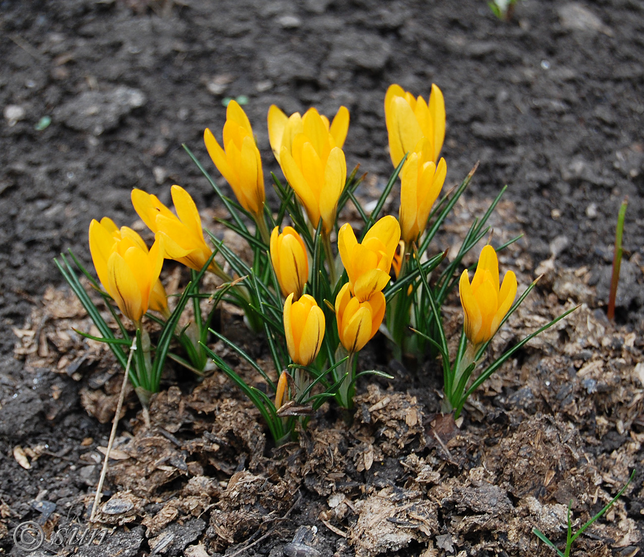 Image of genus Crocus specimen.