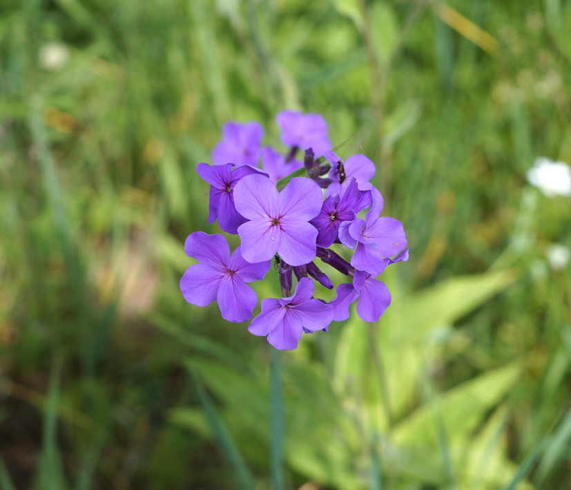 Изображение особи Hesperis sibirica.