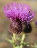 Cirsium ukranicum