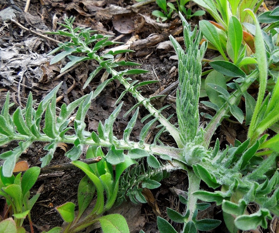 Image of Centaurea scabiosa specimen.