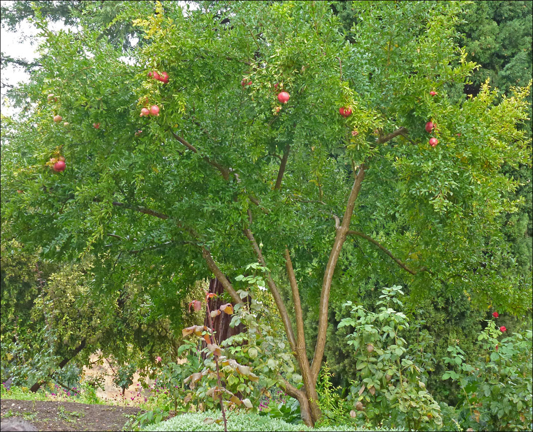 Image of Punica granatum specimen.