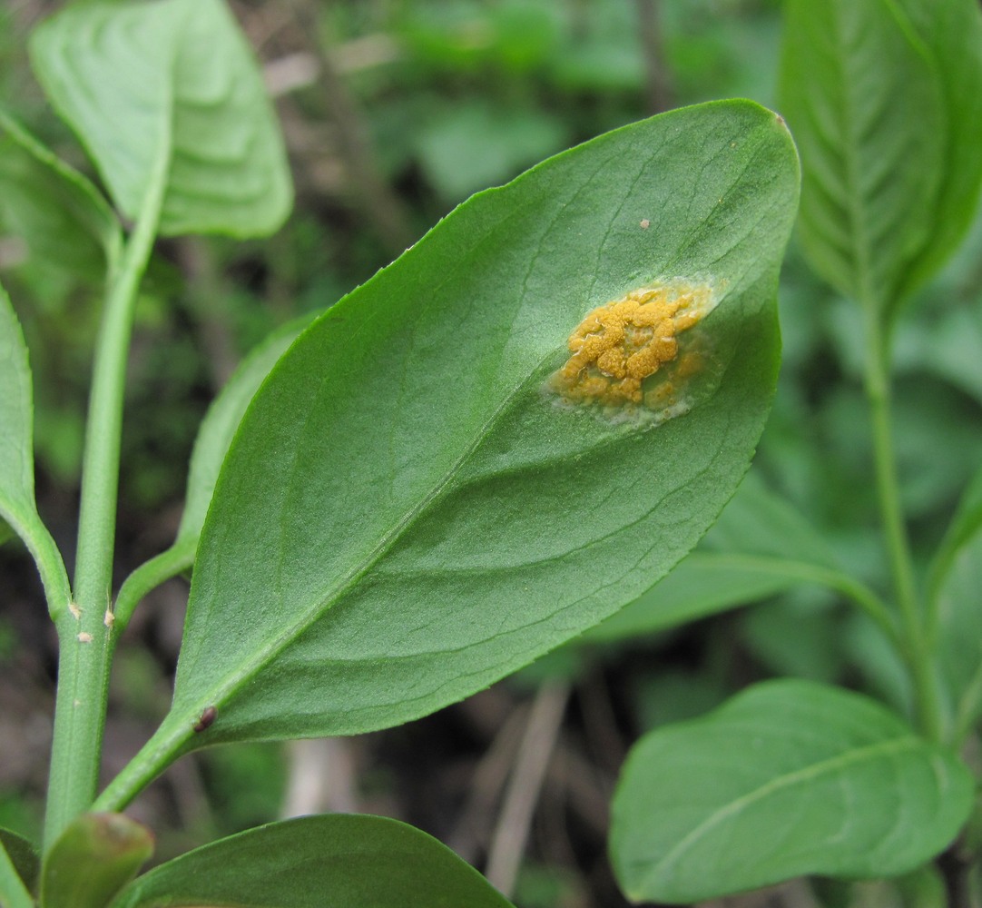Изображение особи Euonymus europaeus.