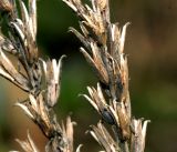 Oenothera rubricaulis
