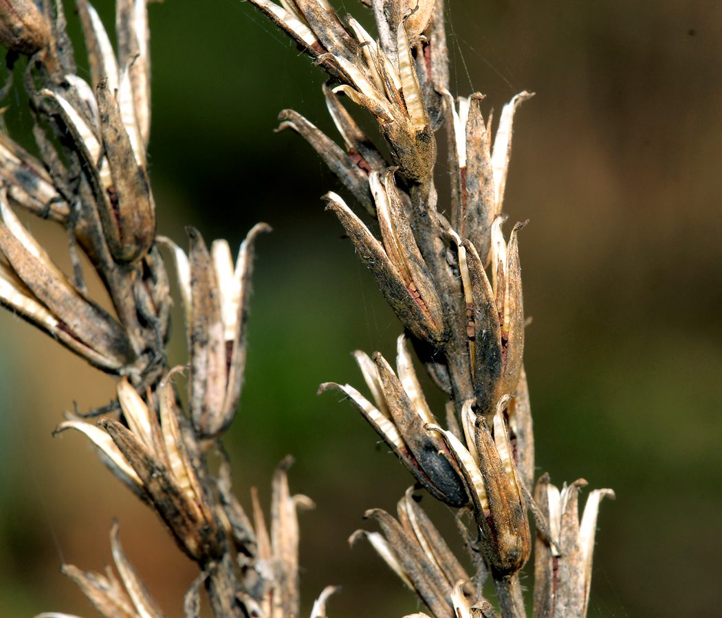 Image of Oenothera rubricaulis specimen.