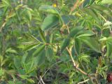 Rosa marginata