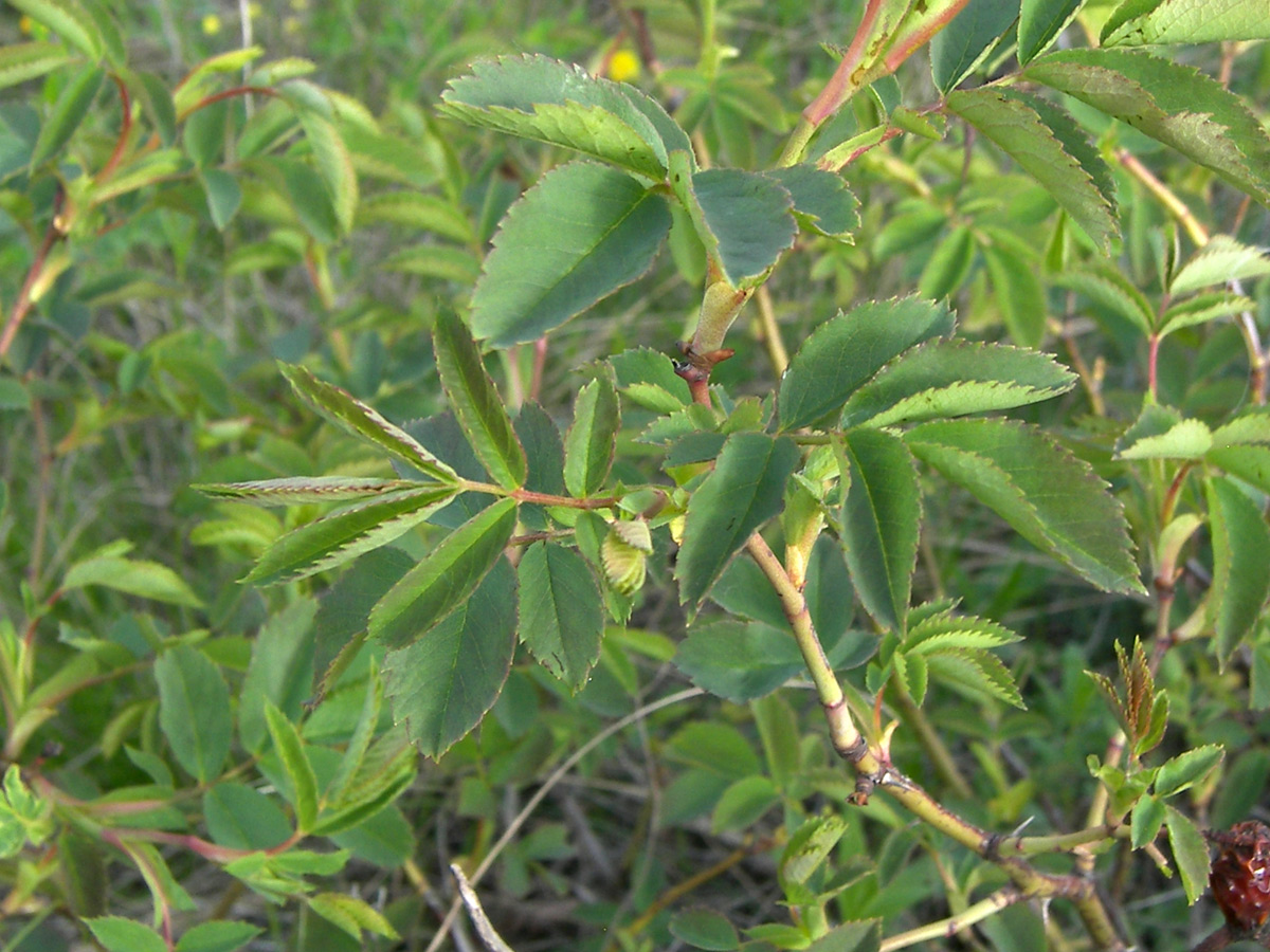 Image of Rosa marginata specimen.