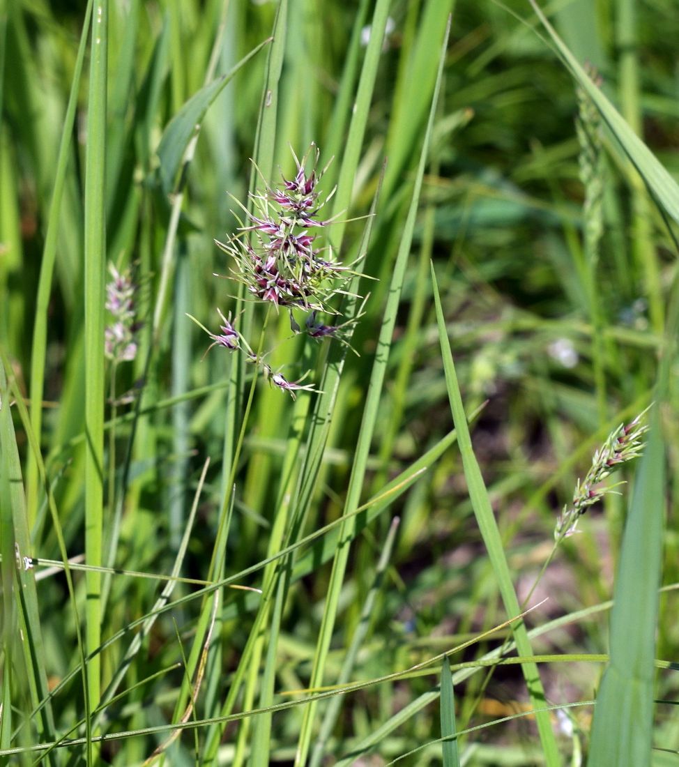 Image of Poa bulbosa ssp. vivipara specimen.