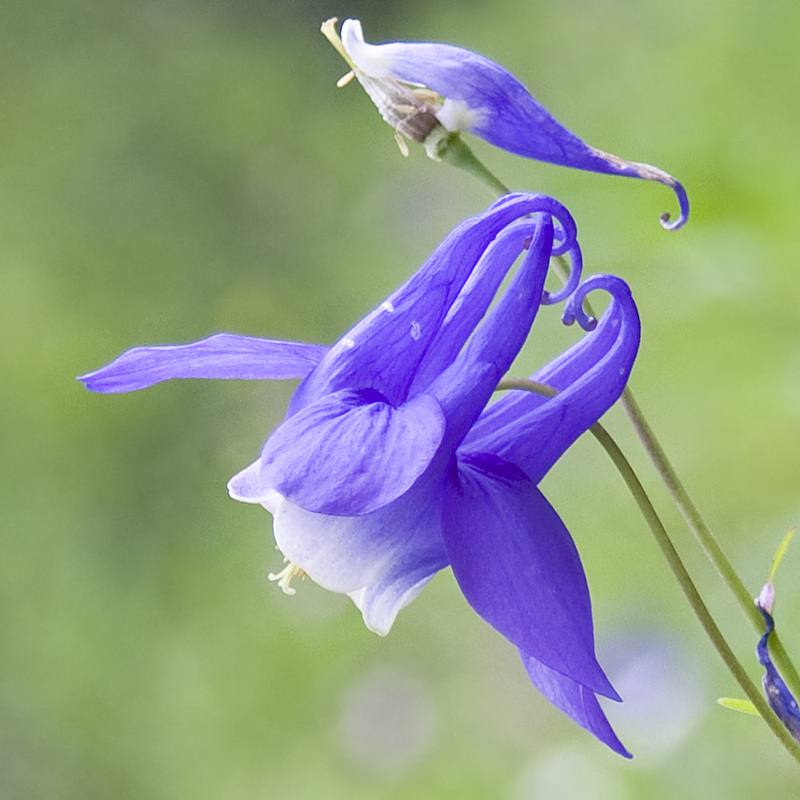 Image of Aquilegia sibirica specimen.