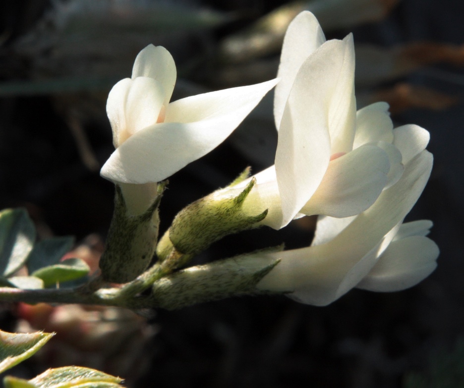 Изображение особи Astragalus depauperatus.