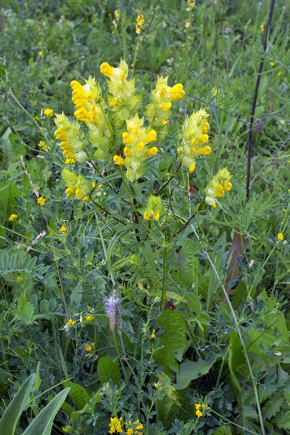 Изображение особи род Rhinanthus.