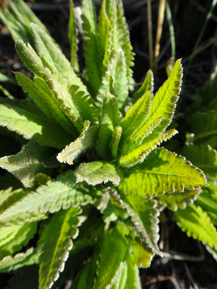 Image of Pedicularis resupinata specimen.