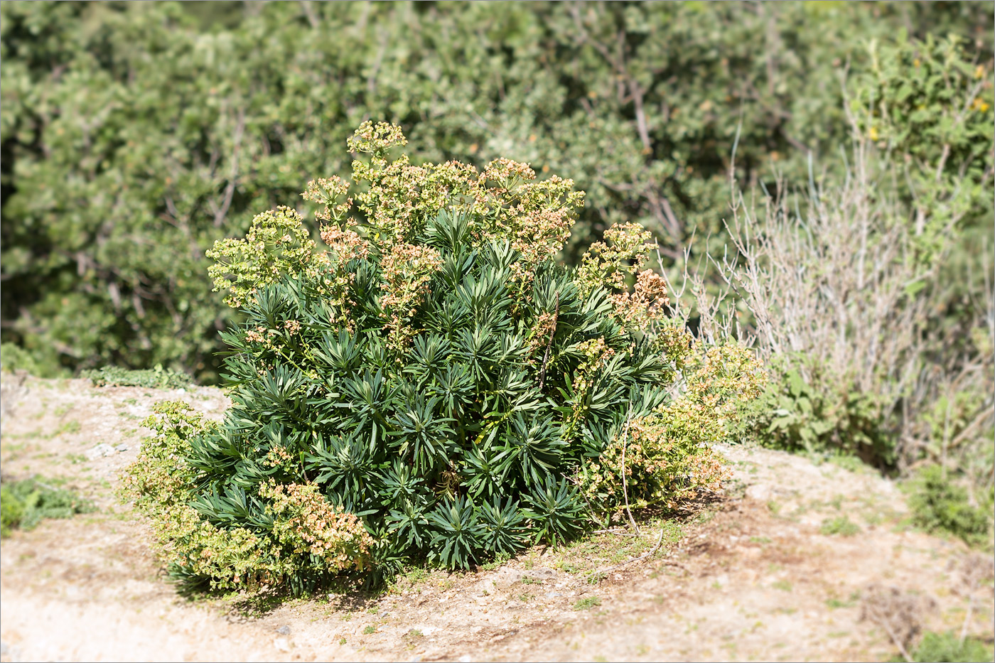 Изображение особи Euphorbia characias.