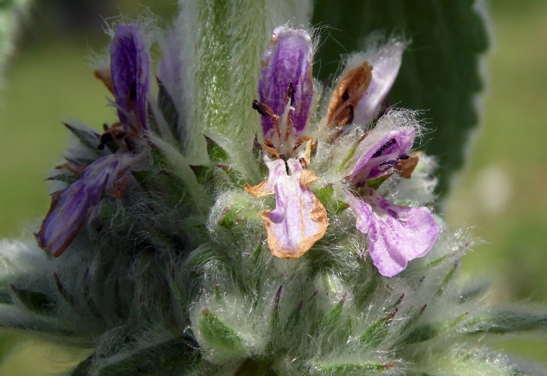 Image of Stachys germanica specimen.