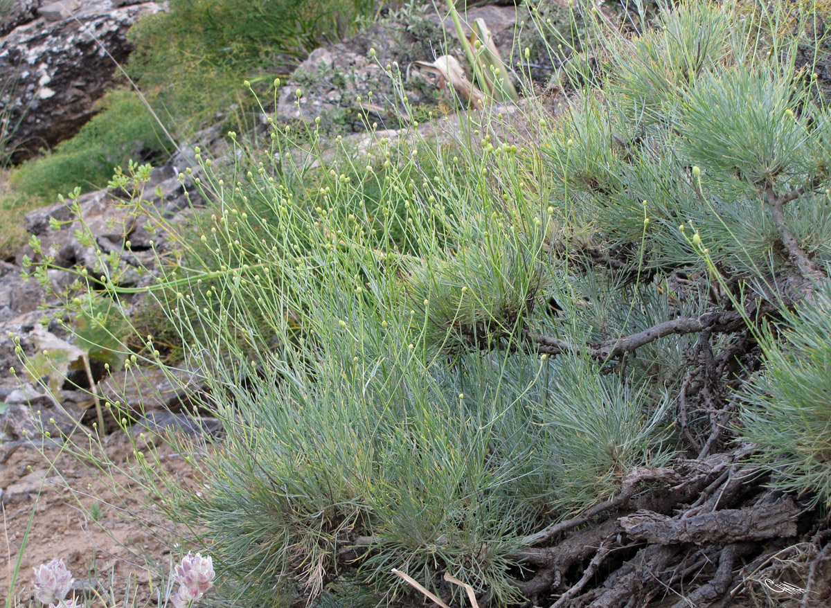 Image of Lepidolopha gomolitzkii specimen.