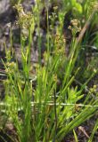 Juncus articulatus