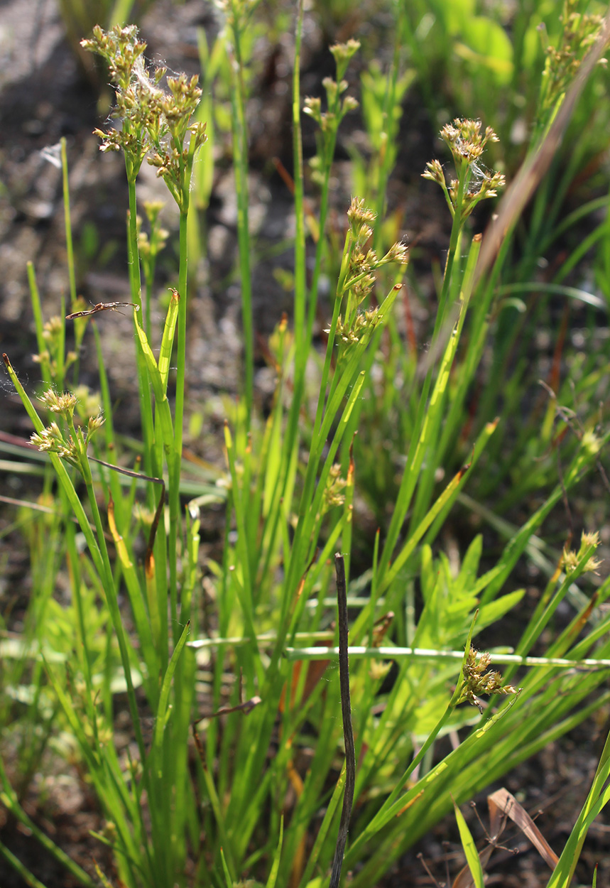 Изображение особи Juncus articulatus.