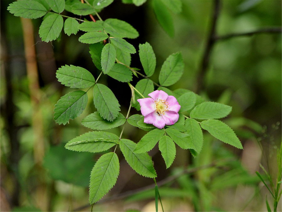 Изображение особи Rosa canina.