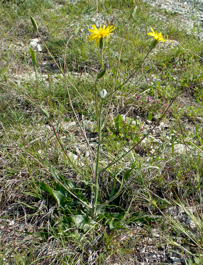 Image of Scorzonera taurica specimen.