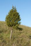 Juniperus communis. Дерево на суходольном лугу. Псковская обл., Печорский р-н, восточный склон Изборско-Мальской долины близ южной оконечности Мальского озера. 28.05.2016.