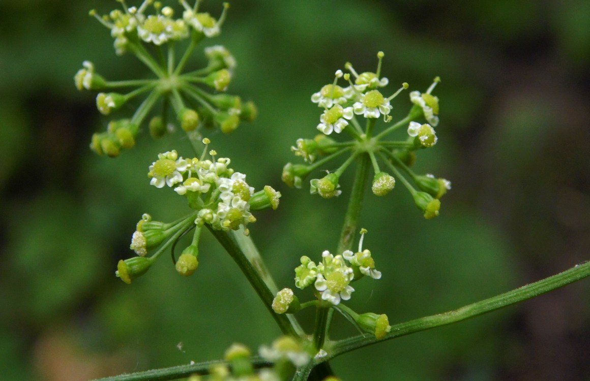 Image of Cervaria caucasica specimen.