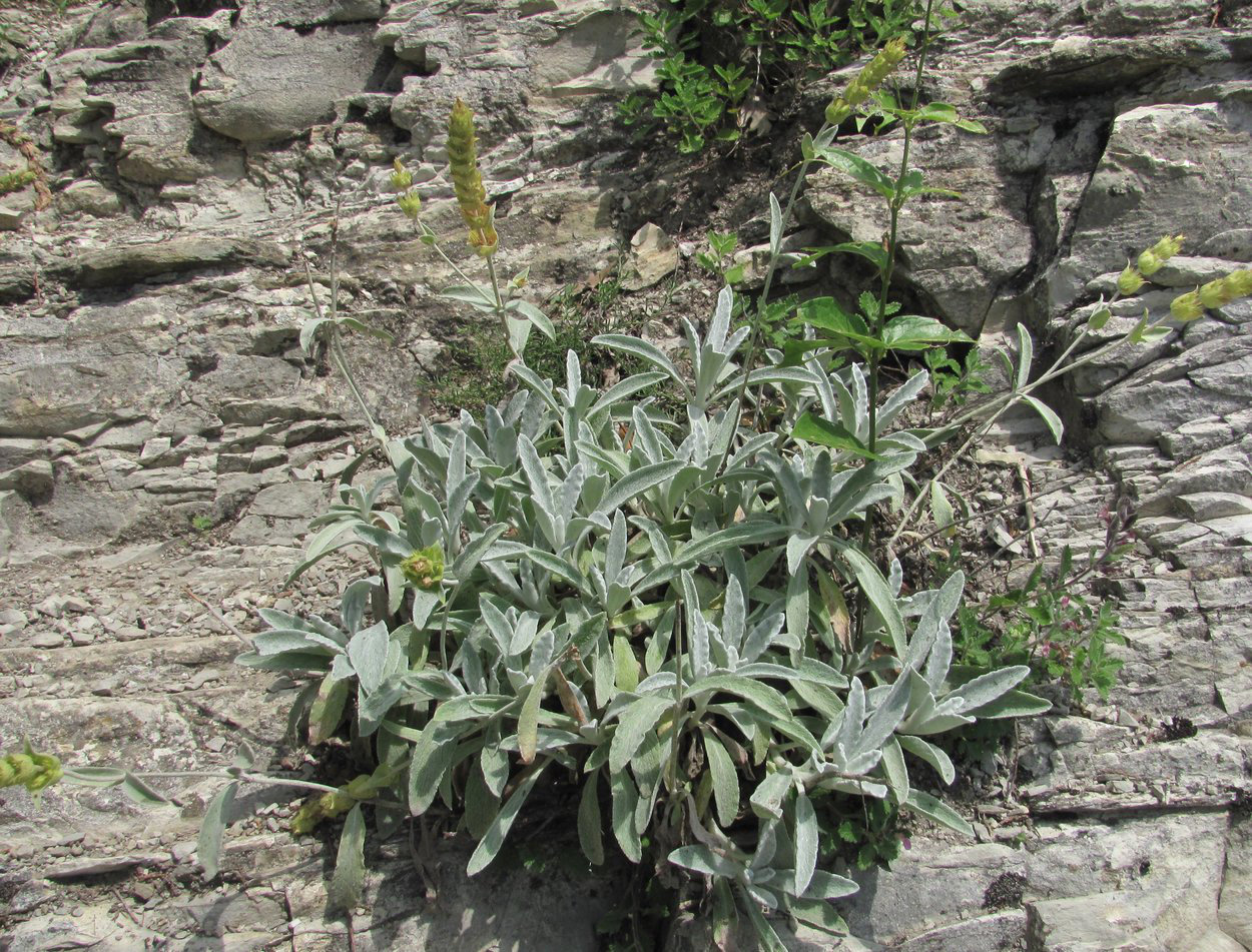 Image of Sideritis euxina specimen.